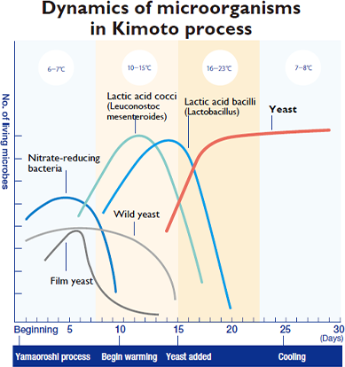 Graph of yeast victorious